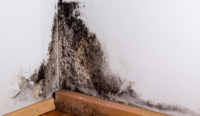 black mold in the corner of room wall structural mold removal