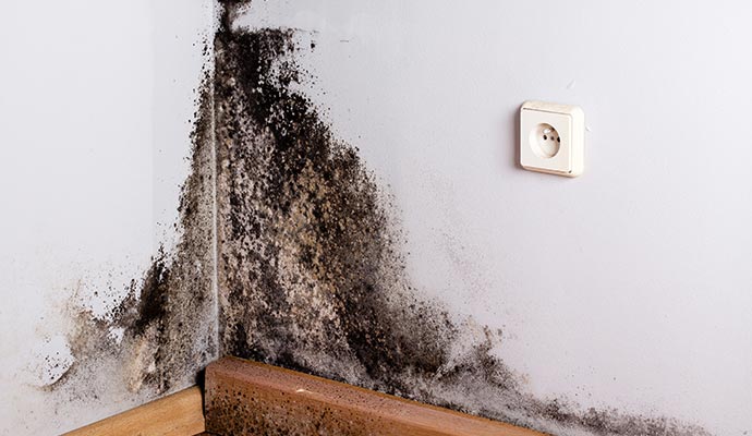 black mold in the corner of room white wall