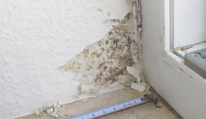 Common Causes of Mold Damage