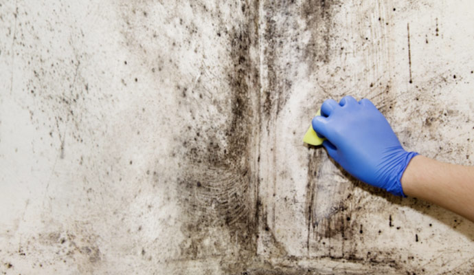 Fast and Effective Mold Removal
