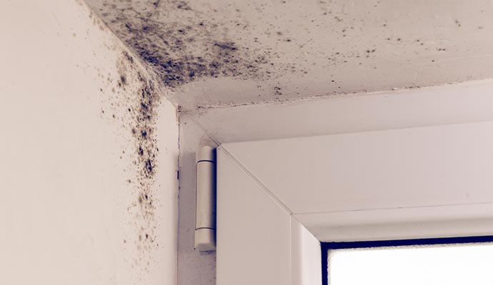 Mold infestation prevention