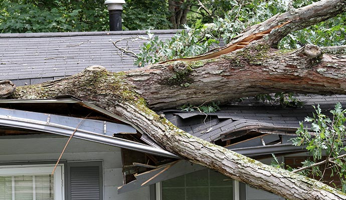 Damage Restoration From Fallen Trees