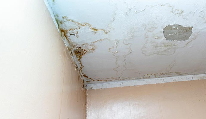 Mold remediation from ceiling